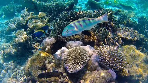 Snorkeling in Maldives Corals